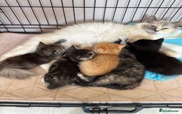 Mixed Breed cats for sale: Gorgeous Ragdoll Mix Kittens Ready for Loving Home - Image 1