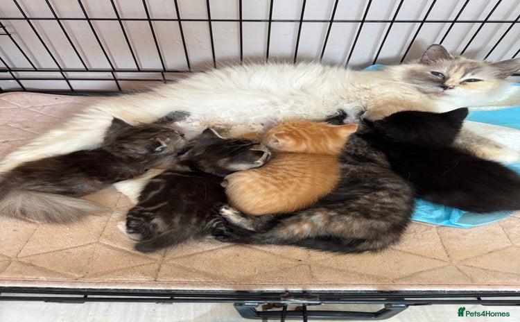 Mixed Breed cats - Advert 2