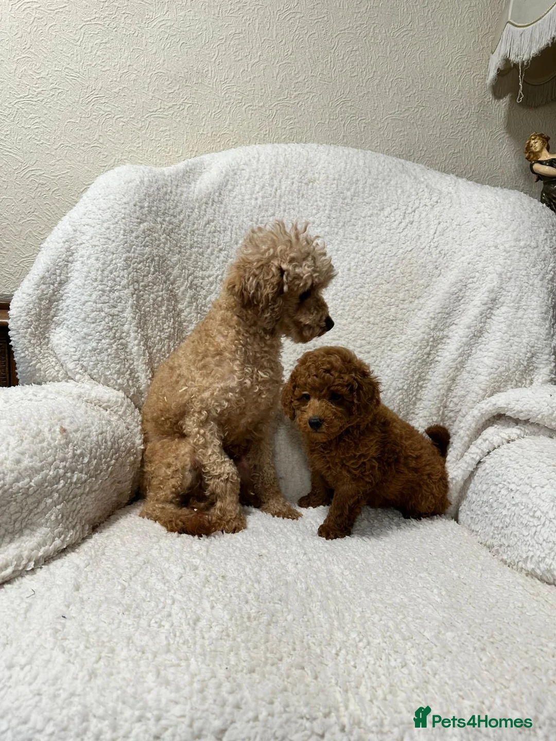 Toy Poodle dogs for sale: Red toy poodle boy - Advert 2