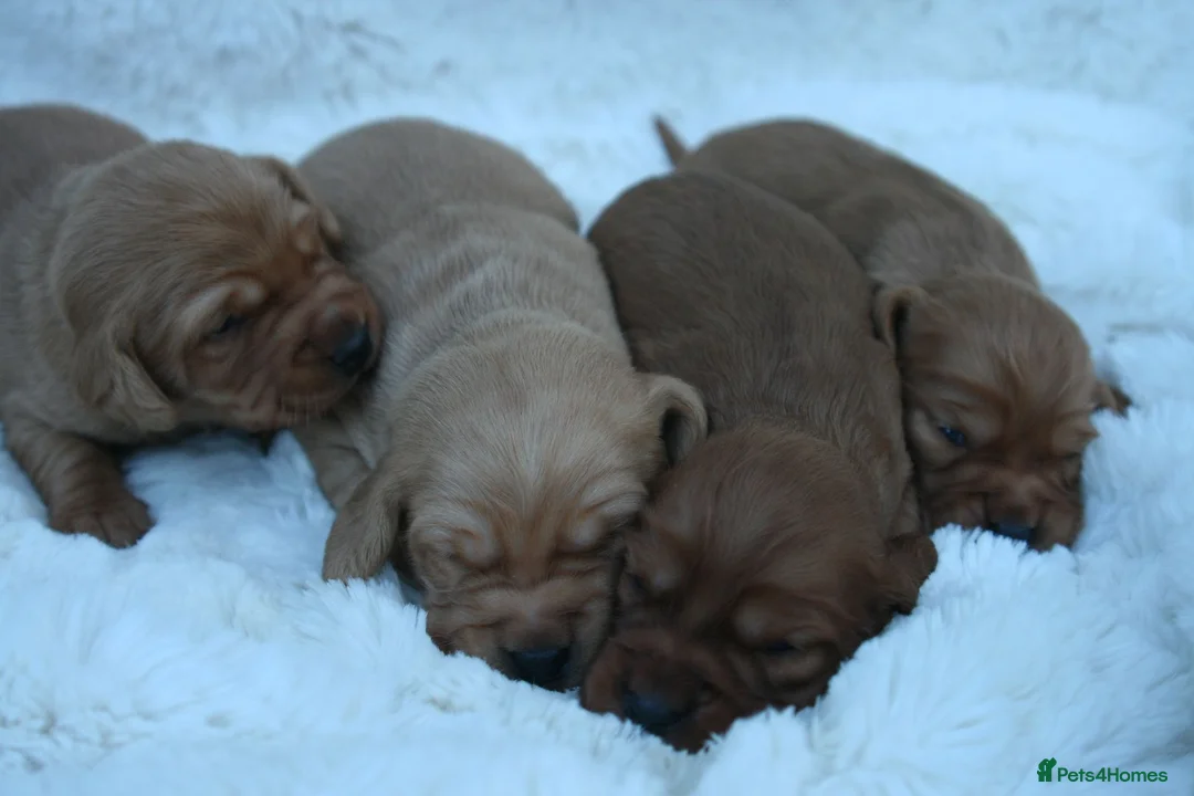 Cockerdor dogs for sale: Beautiful F1 Cockerdors in Christchurch - Advert 14