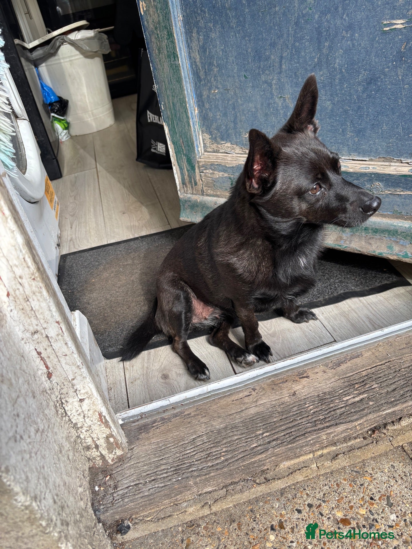 Jack Russell dogs Skyler 4½-Year-Old Female Seeking Experienced Home - Advert 1