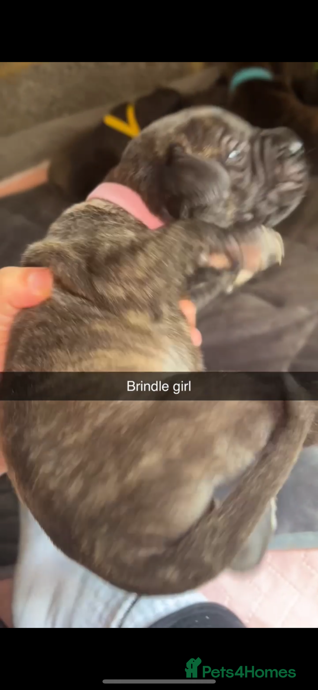 Cane Corso dogs for sale: Cane Corso first litter of puppies !! - Image 27
