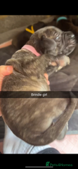 Cane Corso Puppy 5