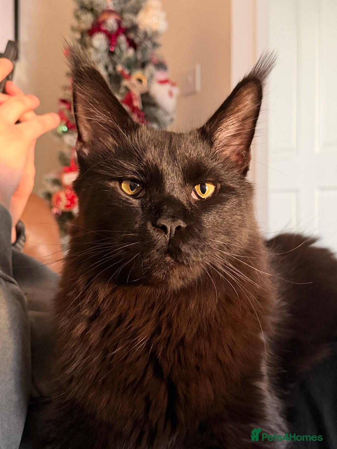 Maine Coon cats for sale: 8 month old Maine coon - Advert 3