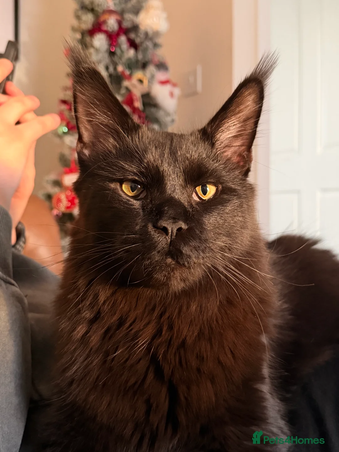 Maine Coon cats for sale: Spencer Maine coon - Advert 1