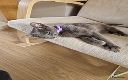 Oriental cats for sale: 4 months oriental cat female  - Image 2