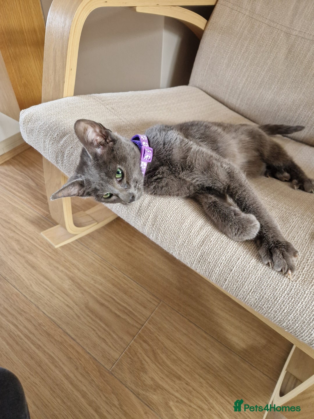 Oriental cats for sale: 4 months oriental cat female  - Image 2