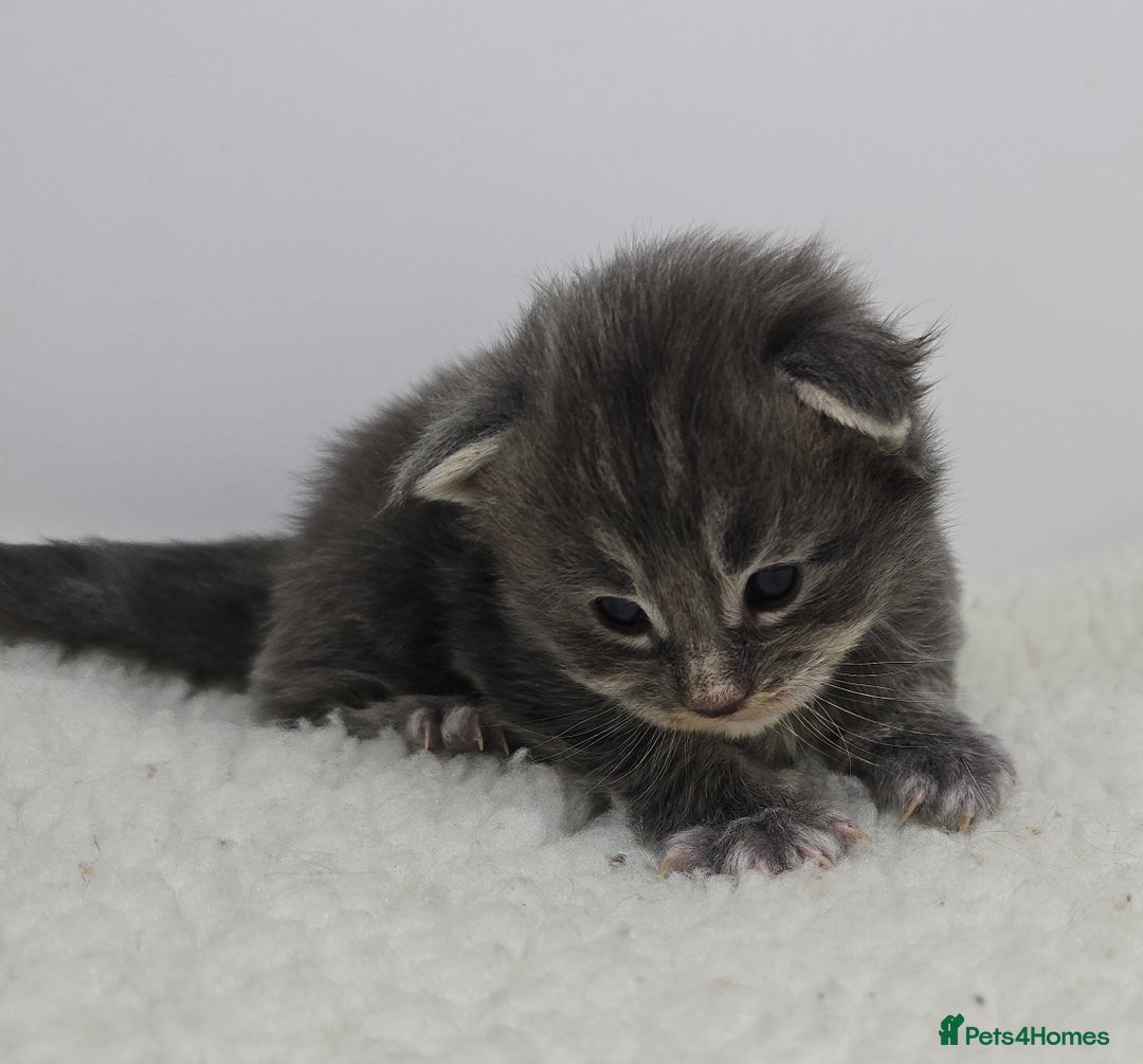 Maine Coon cats for sale: Maine Coon Kittens LARGE Blue/Black Tortie/Tabby - Advert 14