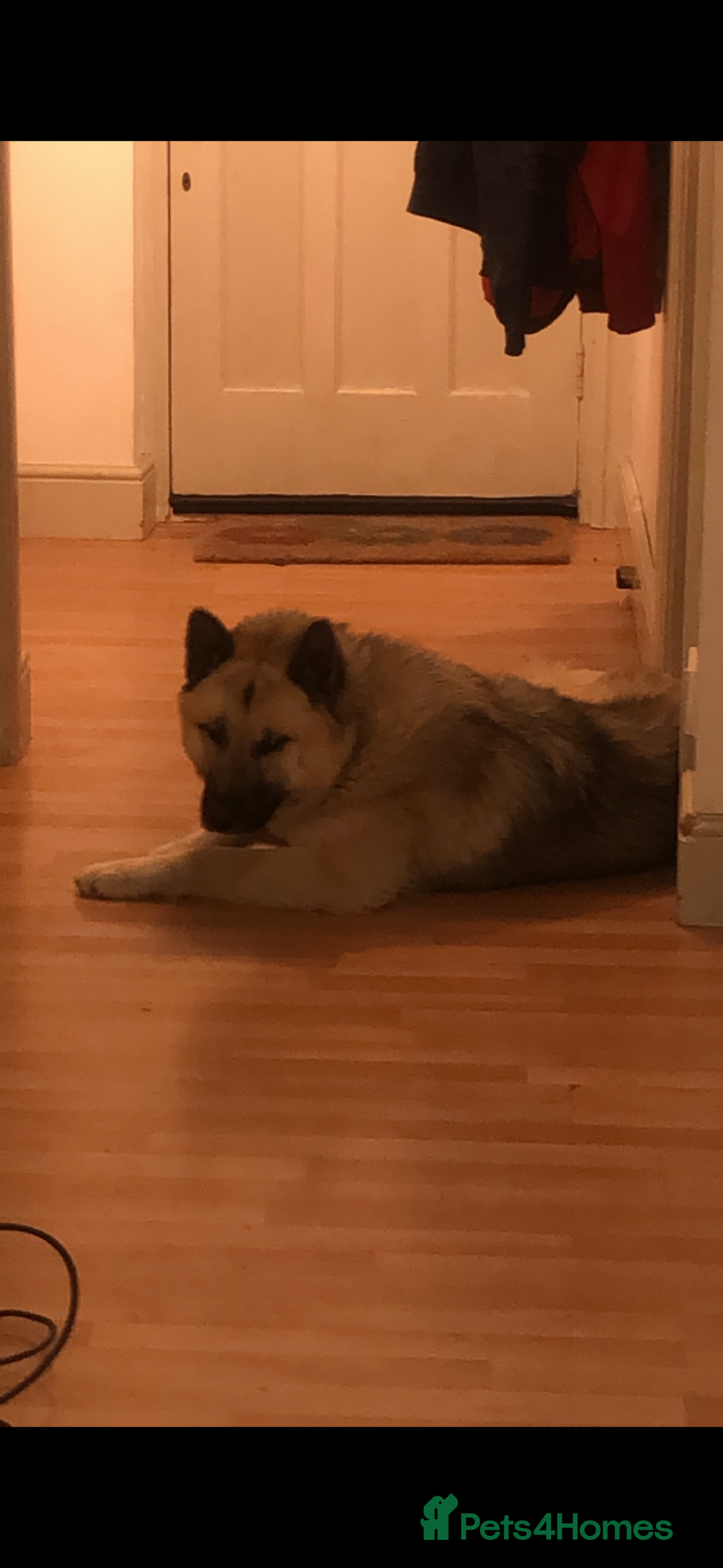 Mixed Breed dogs for stud: Japanese Akita x Husky for stud  - Image 3