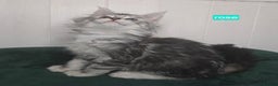 Maine Coon cats for sale: Stunning Silver Tica Pedigree Maine Coon Kittens - Advert 14