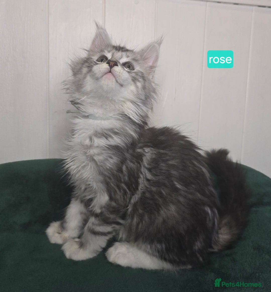 Maine Coon cats for sale: Stunning Silver Tica Pedigree Maine Coon Kittens - Advert 14