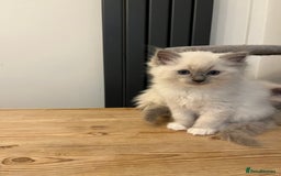 Ragdoll cats for sale: 💗💙5 x fluffy ragdoll kittens ready now💙 💗 - Advert 7