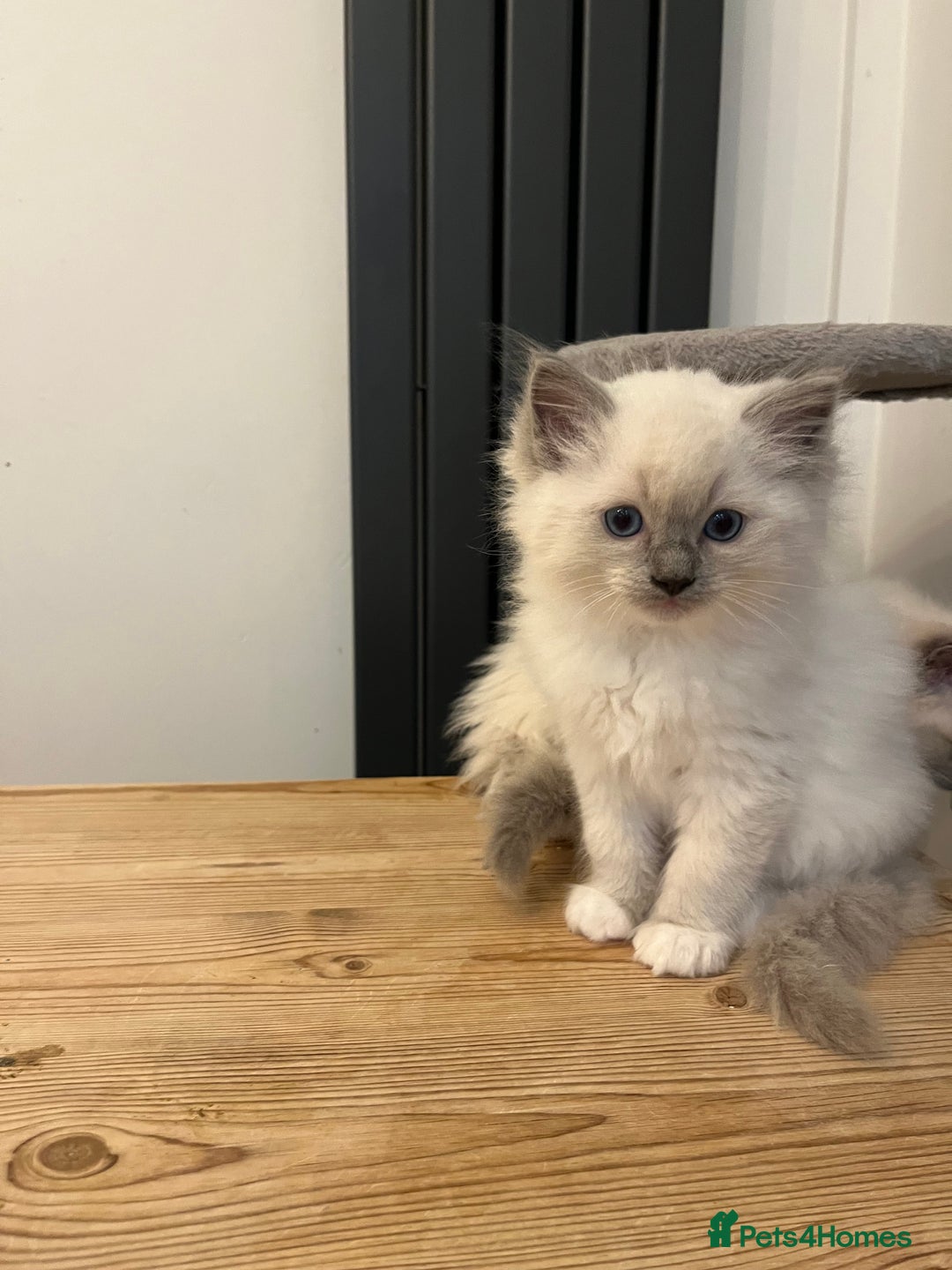 Ragdoll cats for sale: 💗💙5 x fluffy ragdoll kittens ready now💙 💗 - Advert 7