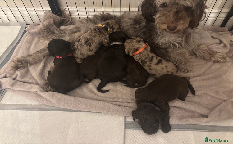 Cockapoo dogs Cockapoo puppies - Advert 9