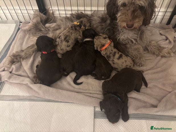 Cockapoo dogs Cockapoo puppies - Advert 9