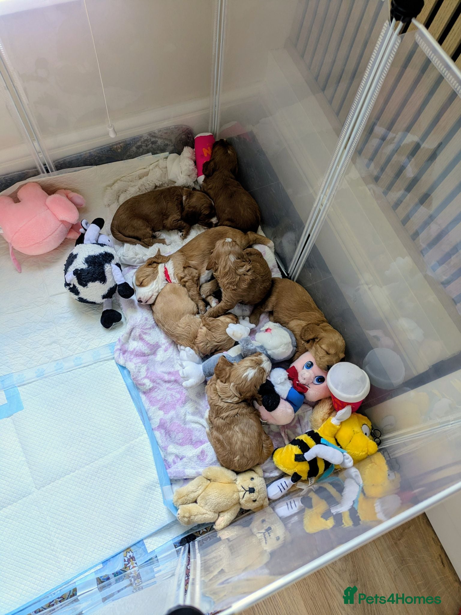 Cockapoo dogs F1B fully DNA checked Cockerpoo puppies .  - Advert 15