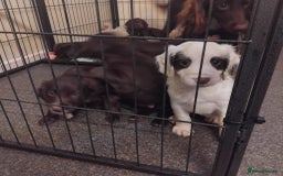 Sprocker dogs for sale: Sprockers  - Image 10