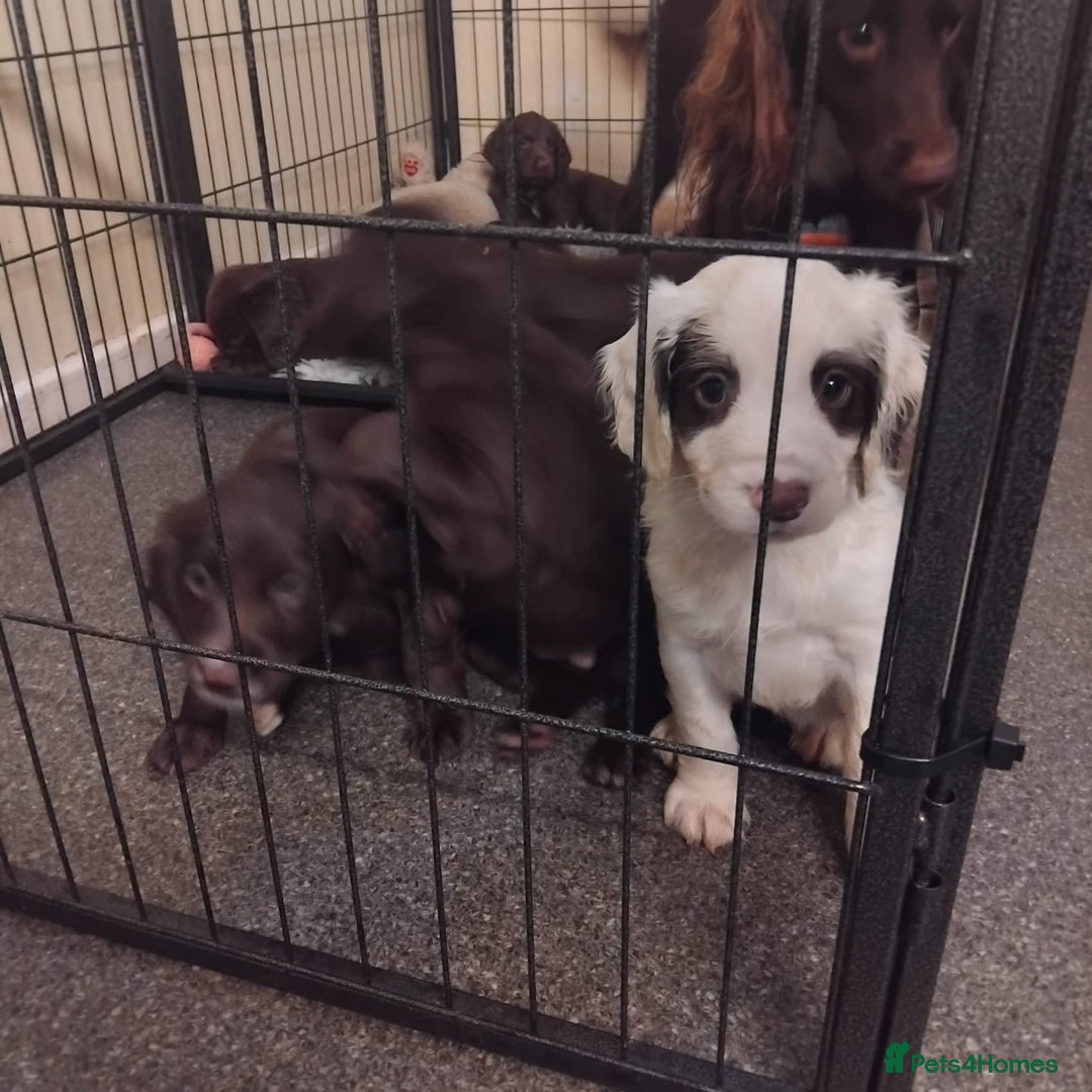 Sprocker dogs for sale: Sprockers  - Image 10