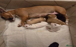 Miniature Bull terrier dogs for sale: Miniature Bull Terrier  - Image 2