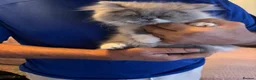 Persian cats for sale: 2 full pedigree GCCF registered Persian kittens  - Advert 4