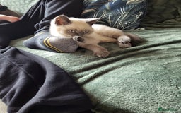 British Shorthair cats for sale: BSH FEMALE KITTEN - Image 1