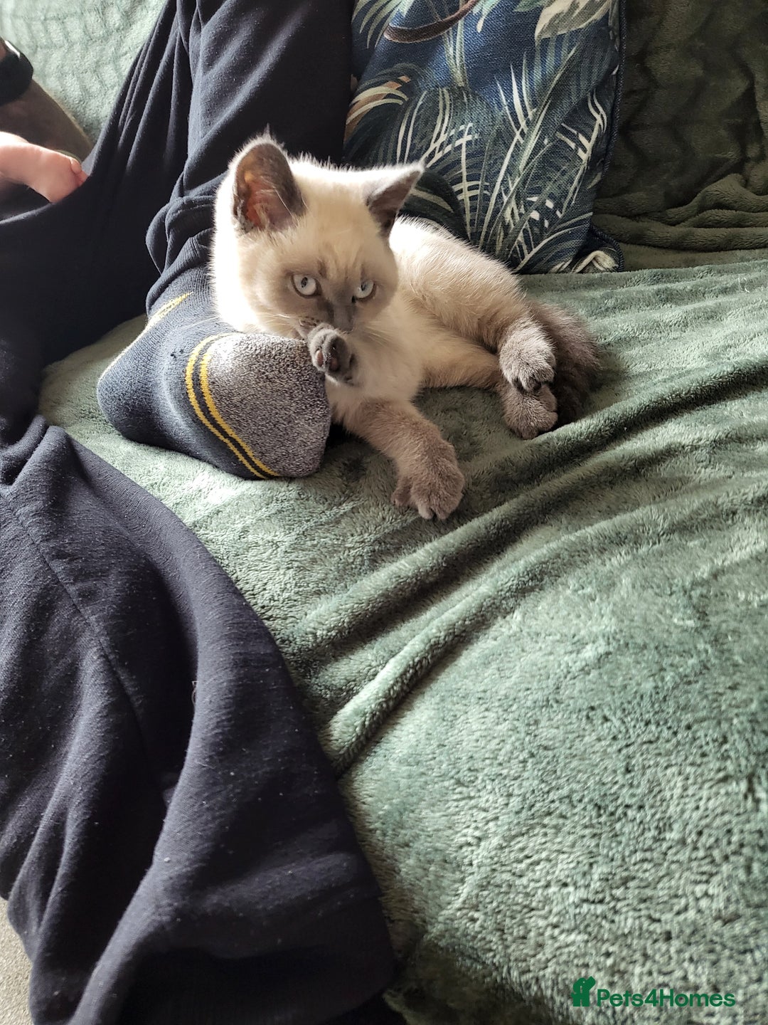 British Shorthair cats for sale: BSH FEMALE KITTEN - Image 1