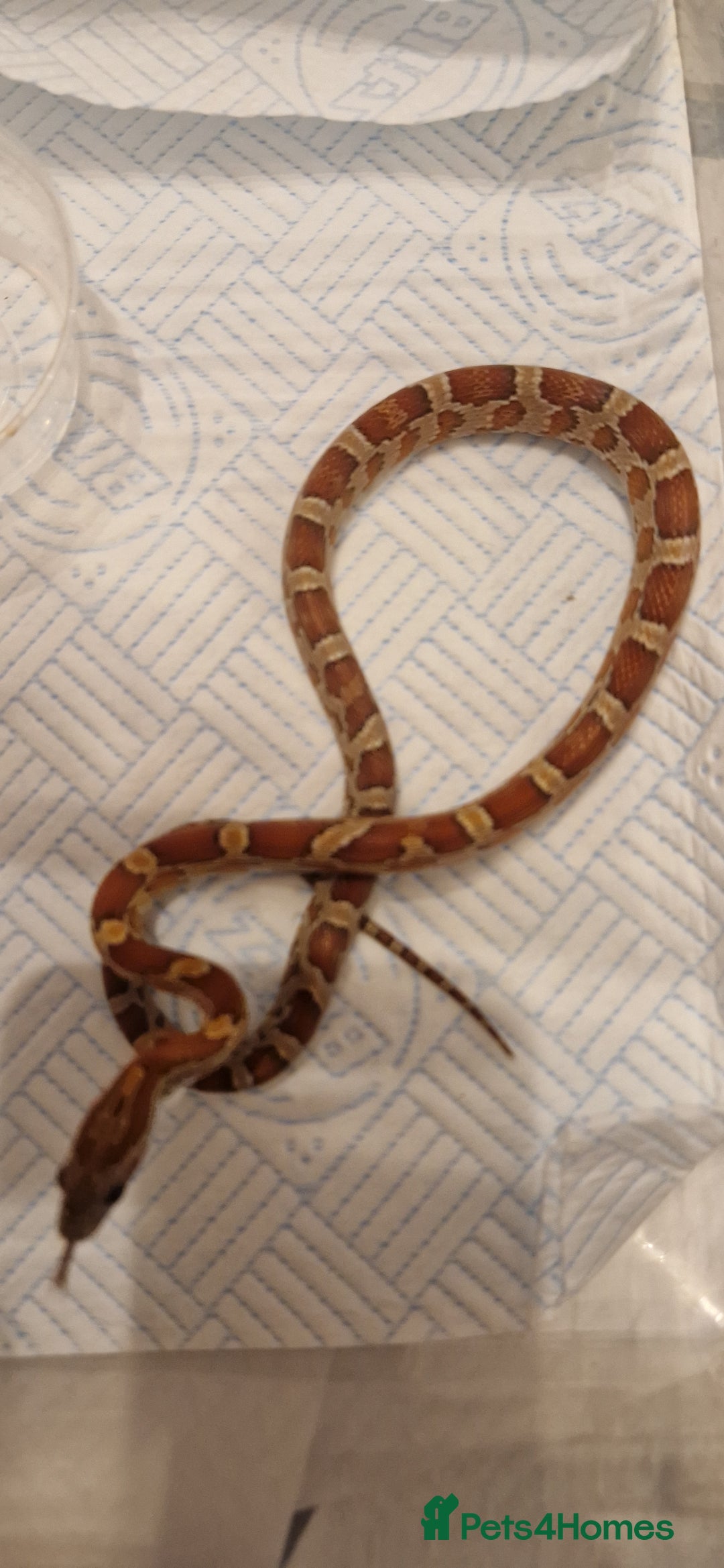 Corn Snake reptiles for sale: Corn snakes from £25, prices in description  - Advert 6