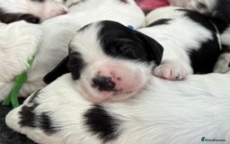 Cocker Spaniel dogs for sale: KC Reg; Home Raised; Low COI; DNA CLEAR; Show Type - Image 24