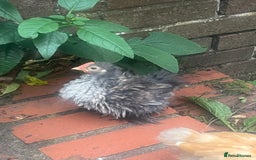 Chickens poultry for sale: Fizzy bantam chick  - Image 5