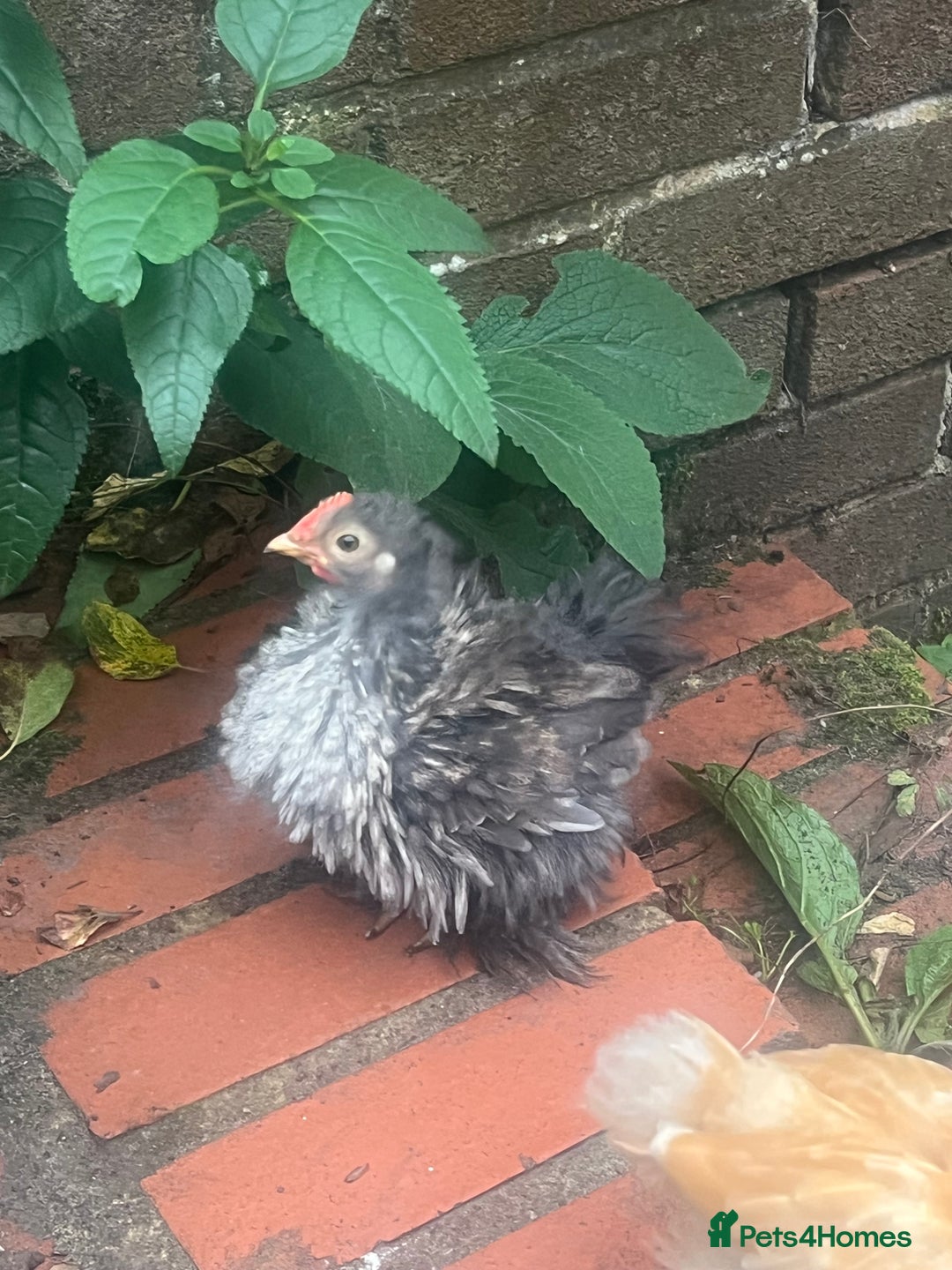 Chickens poultry for sale: Fizzy bantam chick  - Image 5