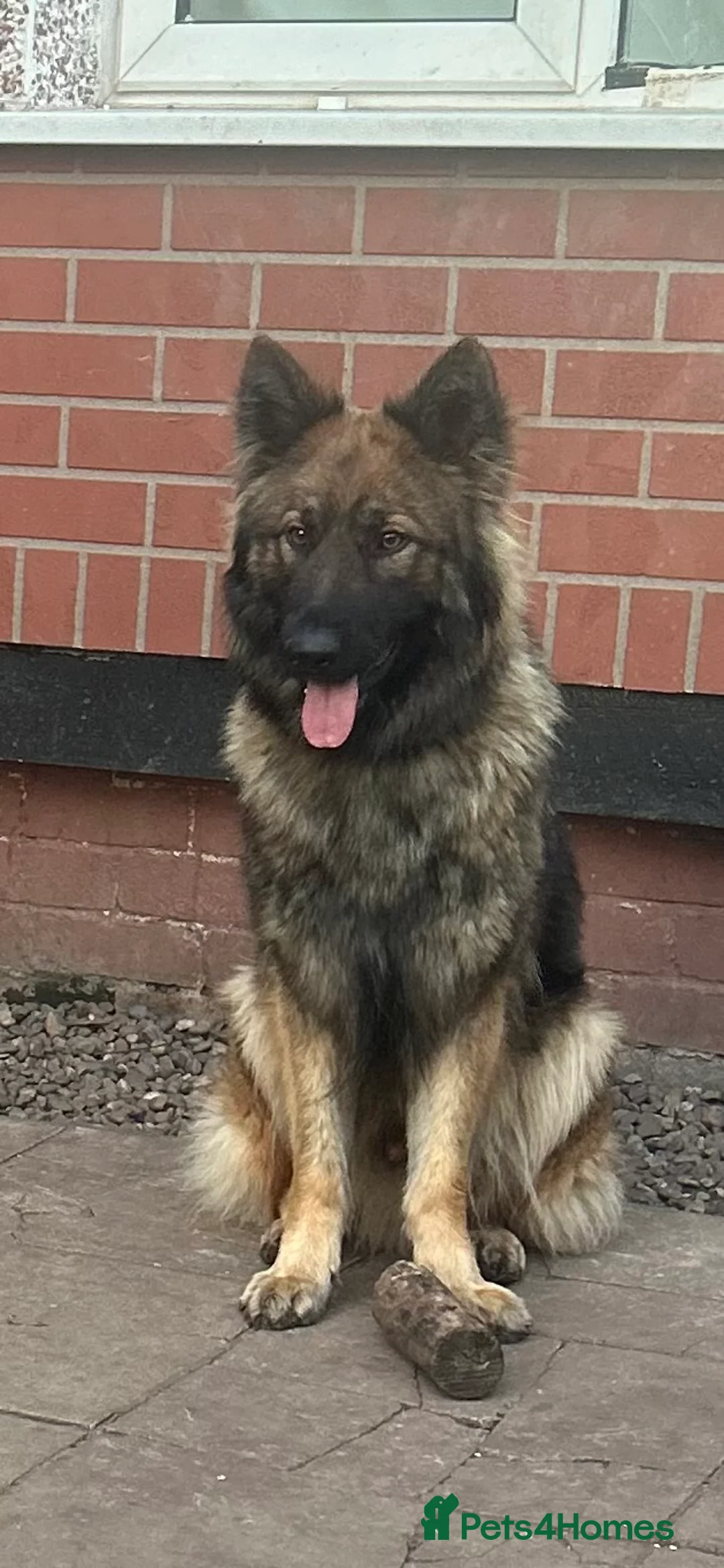 German Shepherd dogs for stud: FOR STUD (PROVEN)  in Doncaster - Advert 9