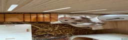 Hamster rodents for sale: Syrian hamster in Aylesbury - Advert 3