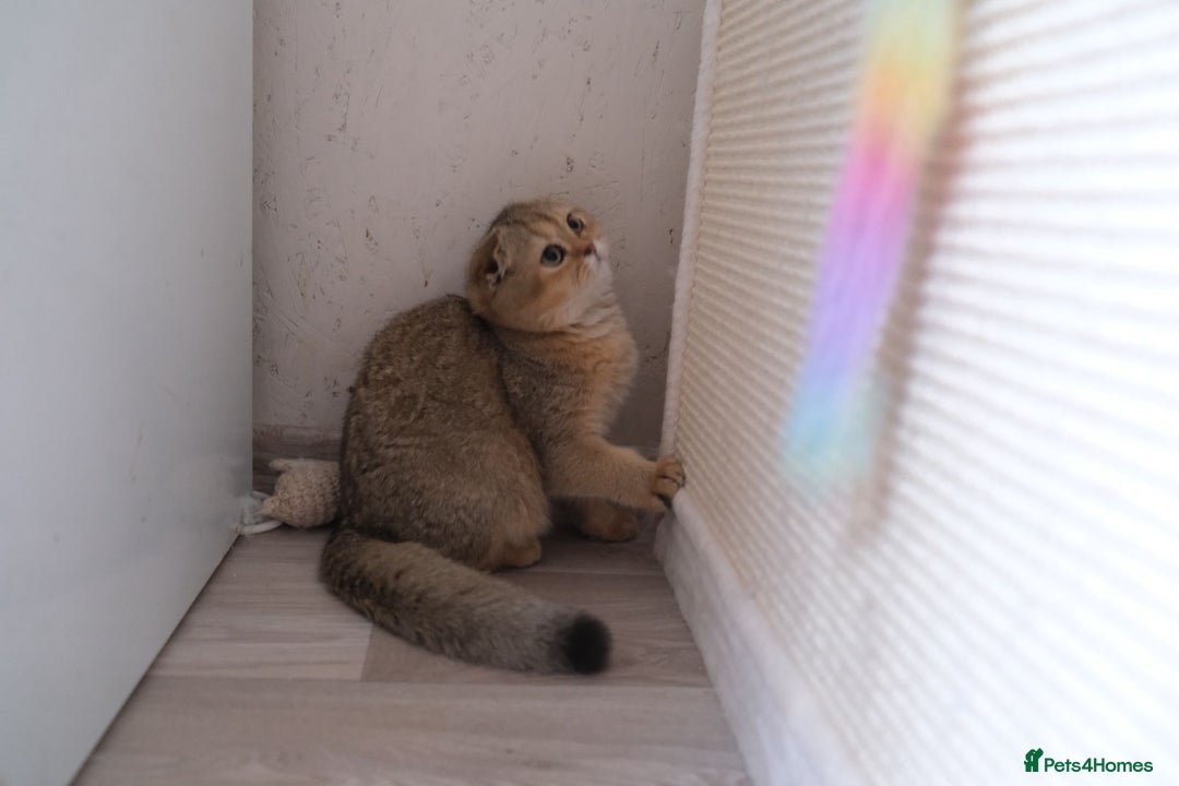 Scottish Fold cats for sale: Scottish fold and straight kittens  - Advert 20