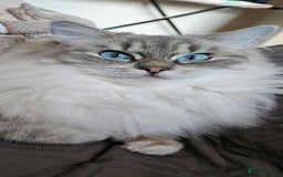 Ragdoll cats for sale: Tica registered Grand Champion Ragdoll kittens  - Image 16