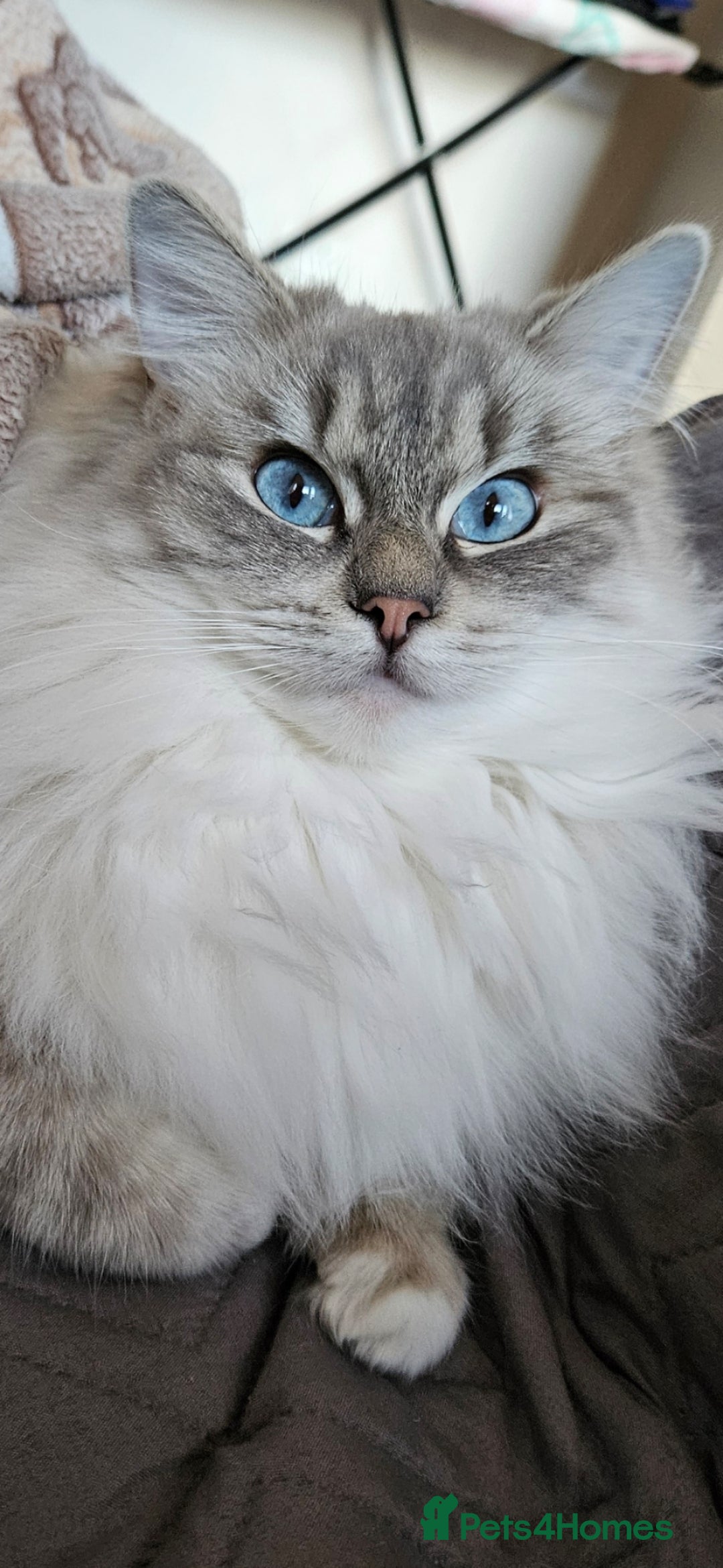 Ragdoll cats for sale: Tica registered Grand Champion Ragdoll kittens  - Image 16