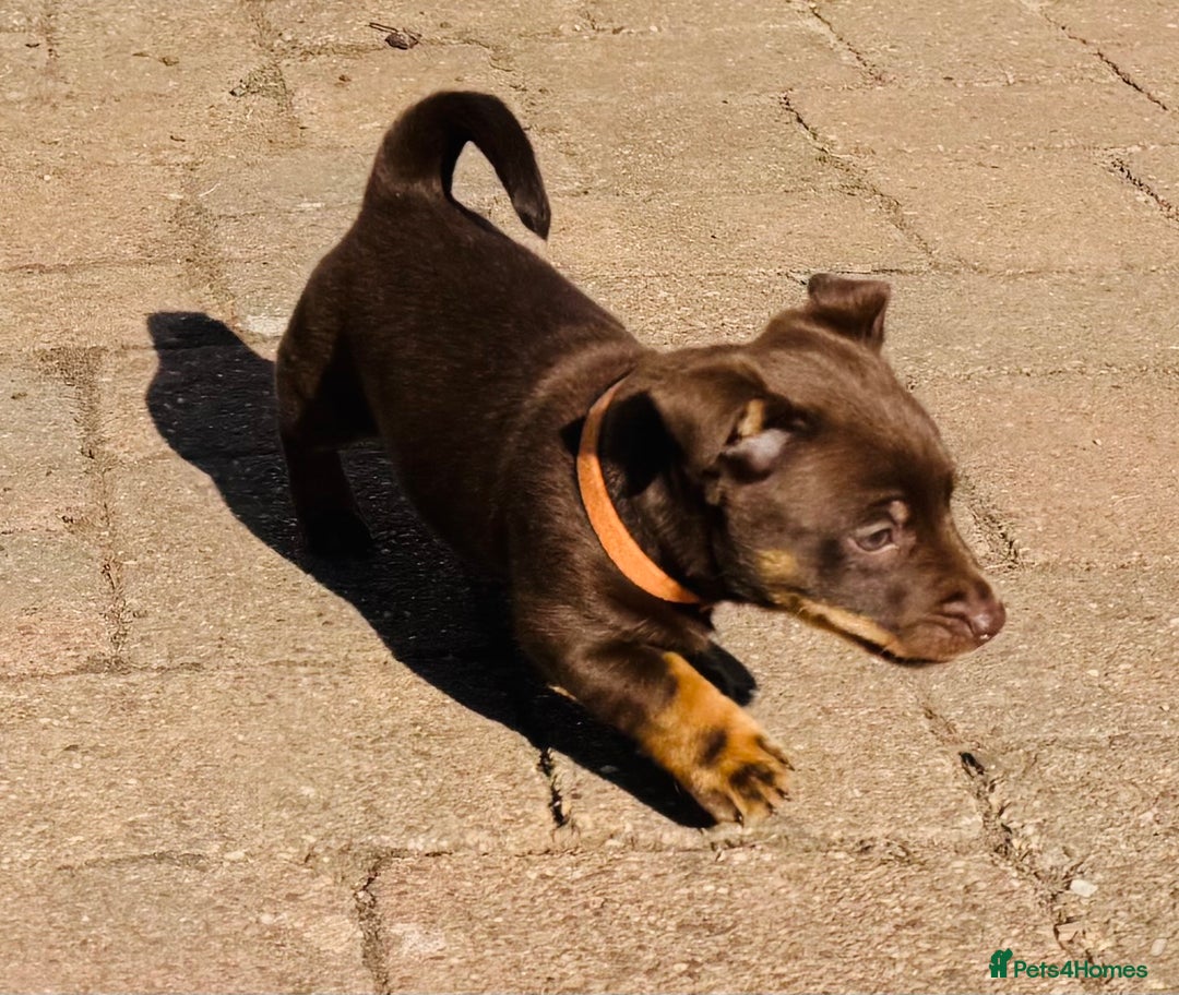 Lancashire Heeler dogs for sale: 6 Pedigree Lancashire Heeler Dogs for sale. - Image 6