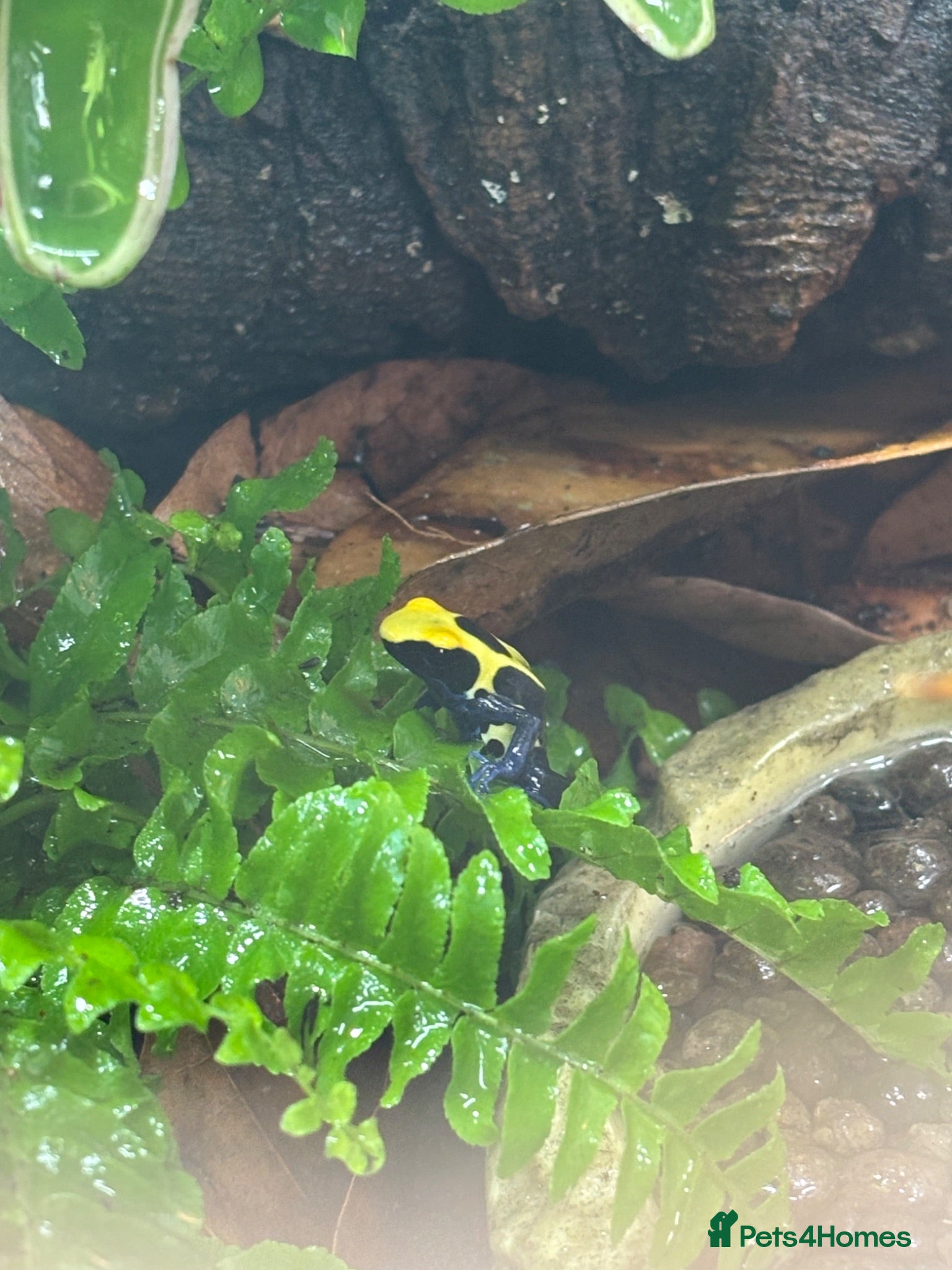 Frog reptiles 2 Dart frogs “citronella” - Advert 1