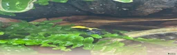 Frog reptiles for sale: 2 Dart frogs “citronella” - Advert 1