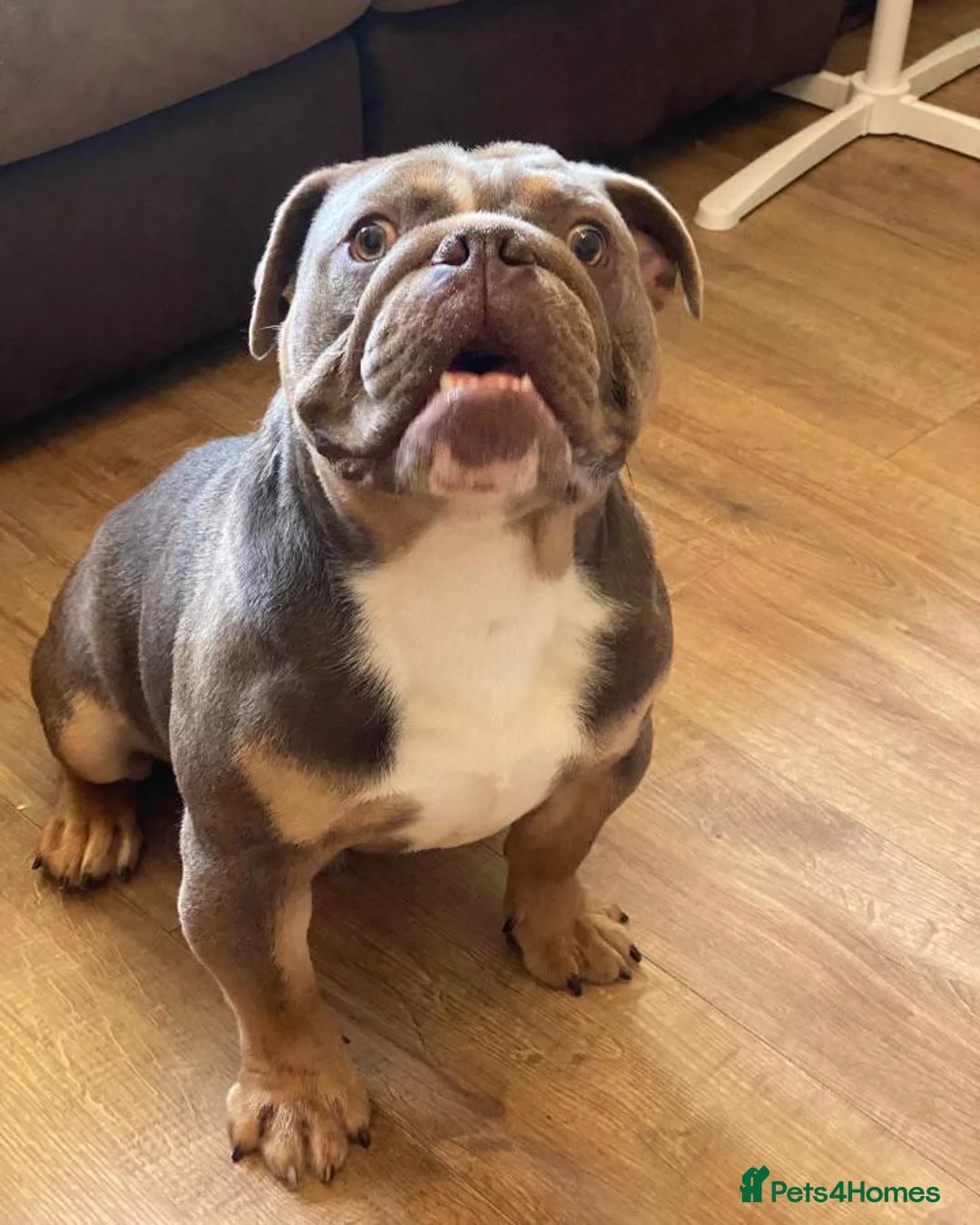English Bulldog dogs for sale: Family dog for sale in Walsall - Advert 3