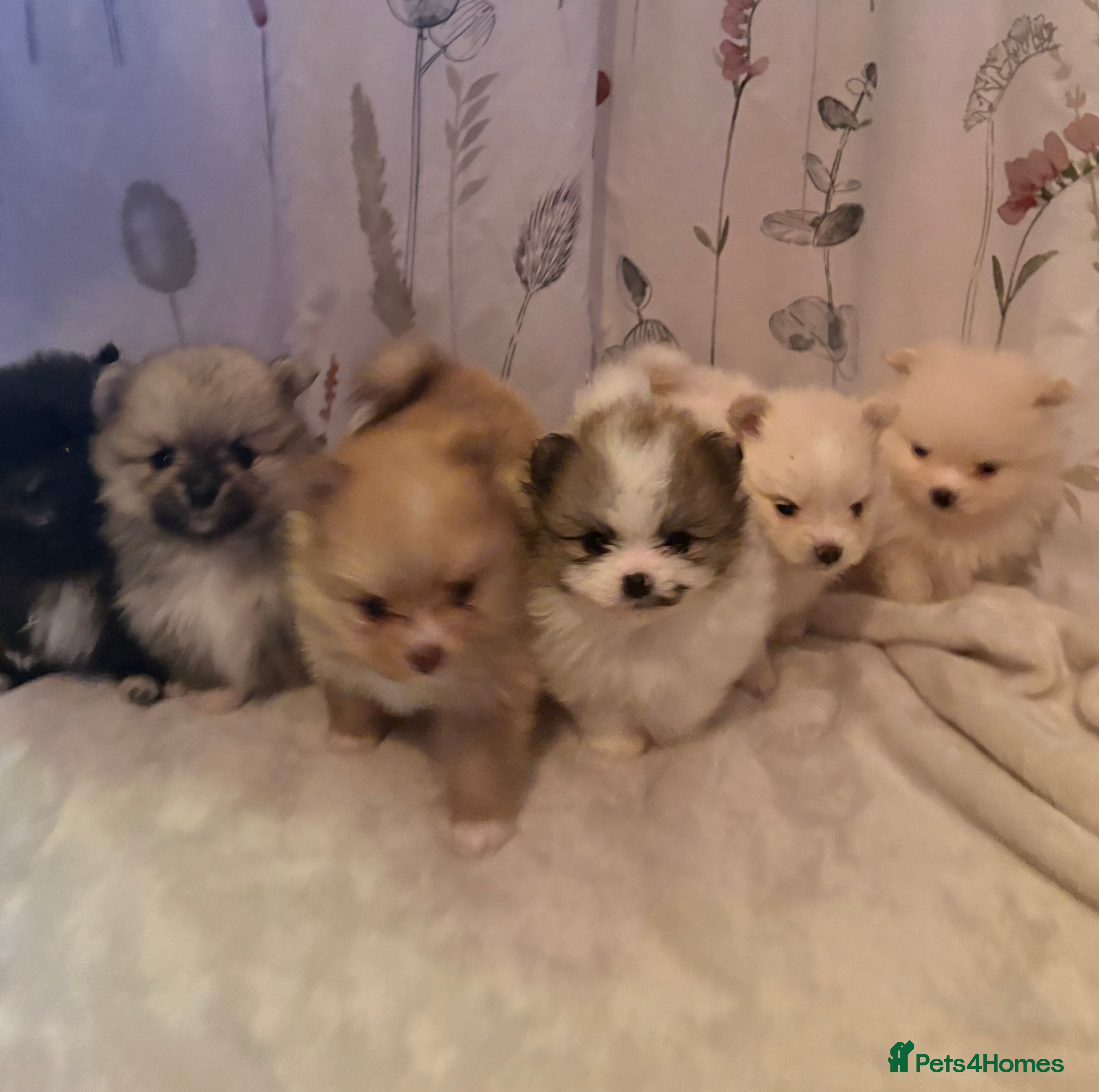 Pomeranian dogs Beautifu Litter- Russian/Chi Tien Pomeranian Pups - Advert 6