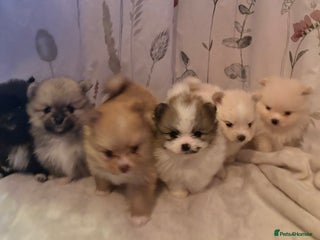 Pomeranian dogs Beautifu Litter- Russian/Chi Tien Pomeranian Pups - Advert 3