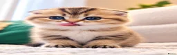 Mixed Breed cats for sale: Beautiful Scottish folds - 2 males Left - Advert 4