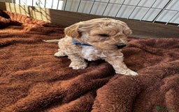 Poochon dogs for sale: Poochon Puppies - Image 13