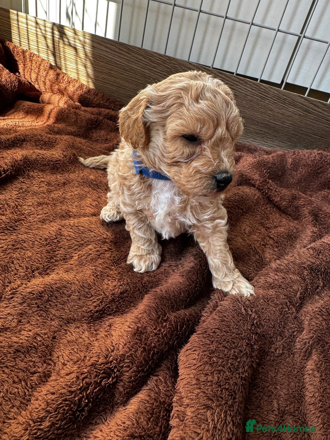 Poochon dogs for sale: Poochon Puppies - Image 13