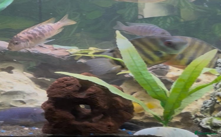 Cichlids fish - Advert 2