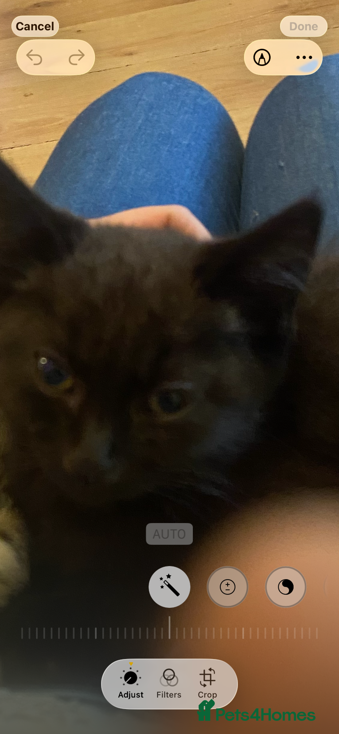 British Shorthair cats for sale: Marley - Image 2