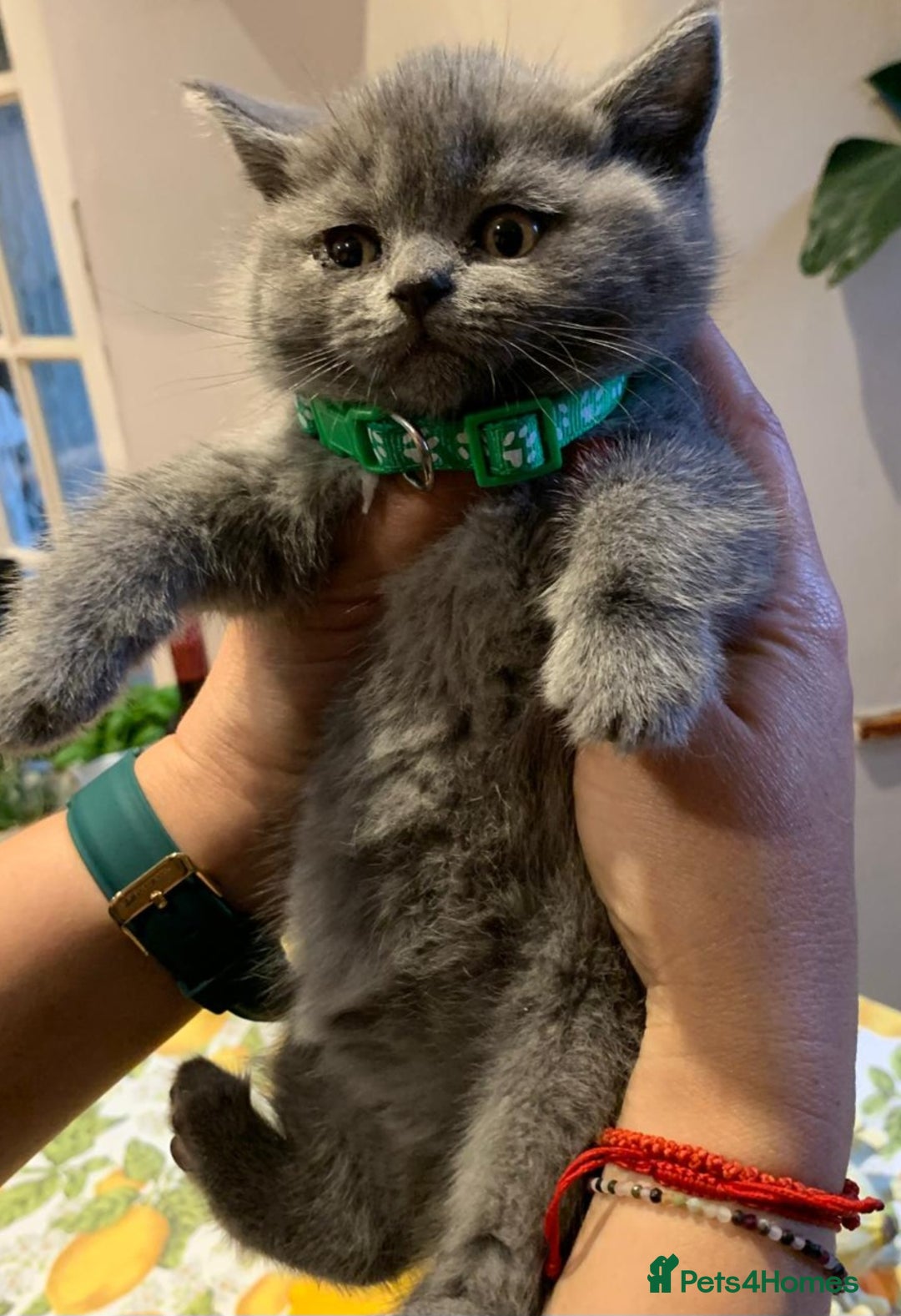 British Shorthair cats for sale: Full Pedigree stunning British Shorthair kittens  - Image 17