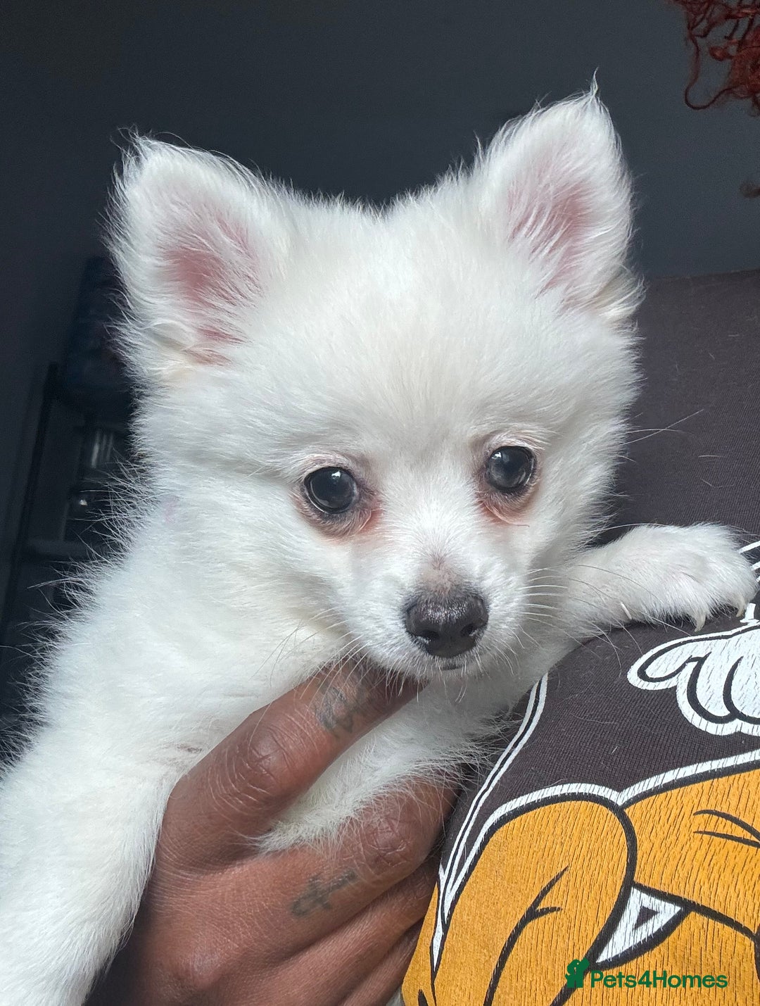 Pomchi dogs for sale: Beautiful Fluffy Pomchi Last Boy - Image 1