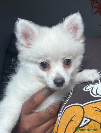 Pomchi dogs - Advert 1