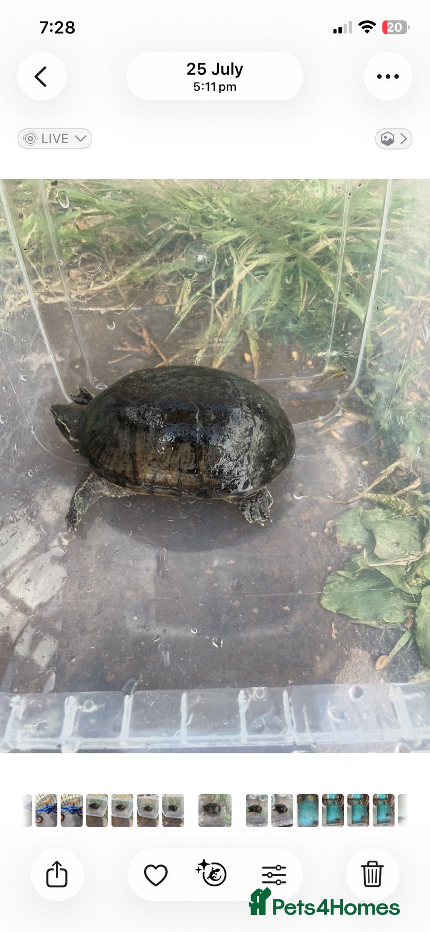 Tortoise reptiles Selling  Black Horsfield tortoise bonded pair .  - Advert 1